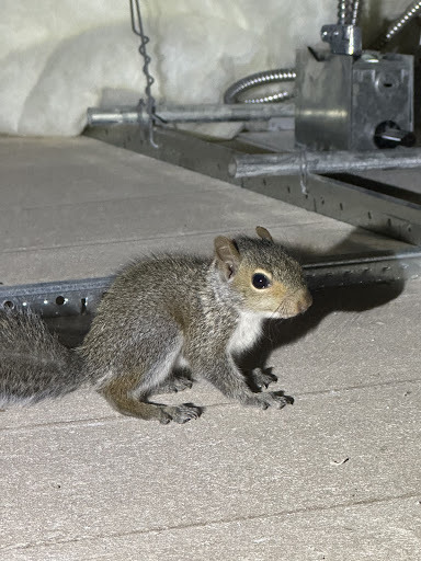 Squirrel in attic