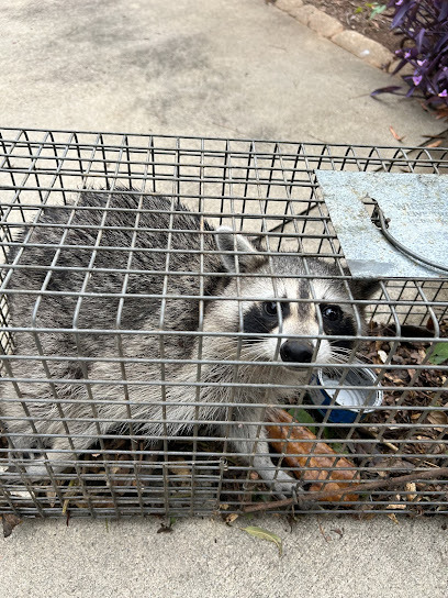 raccoon in trap