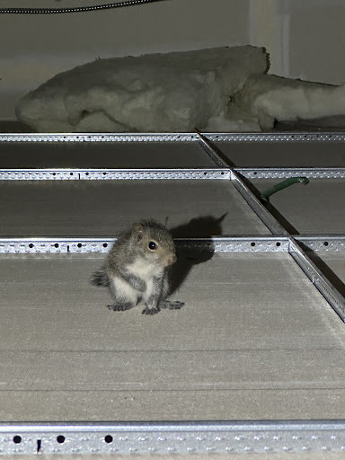 squirrel hiding in attic