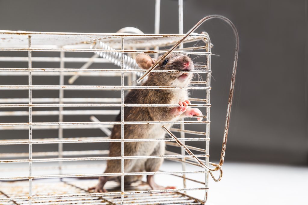 Close up of anxious rat trapped in metal cage