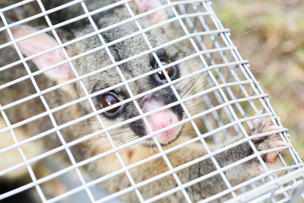 A possum is caught in a cage.